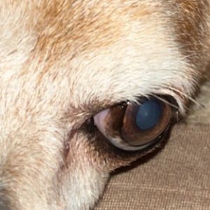 Meet your Posher, Ryann